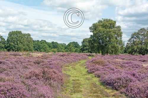 Cavenham  Heath Suffolk DM2162